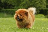 CHOW CHOW 536